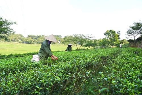 Phát triển sản xuất nông, lâm nghiệp, thủy sản ở huyện Phù Ninh