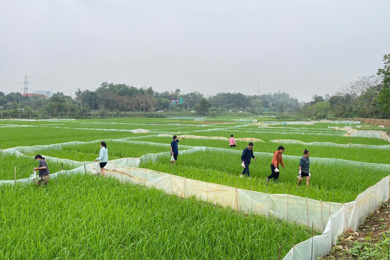 XÃ PHÙ NINH TỔ CHỨC RA QUÂN DIỆT CHUỘT TẬP TRUNG VỤ XUÂN NĂM 2026