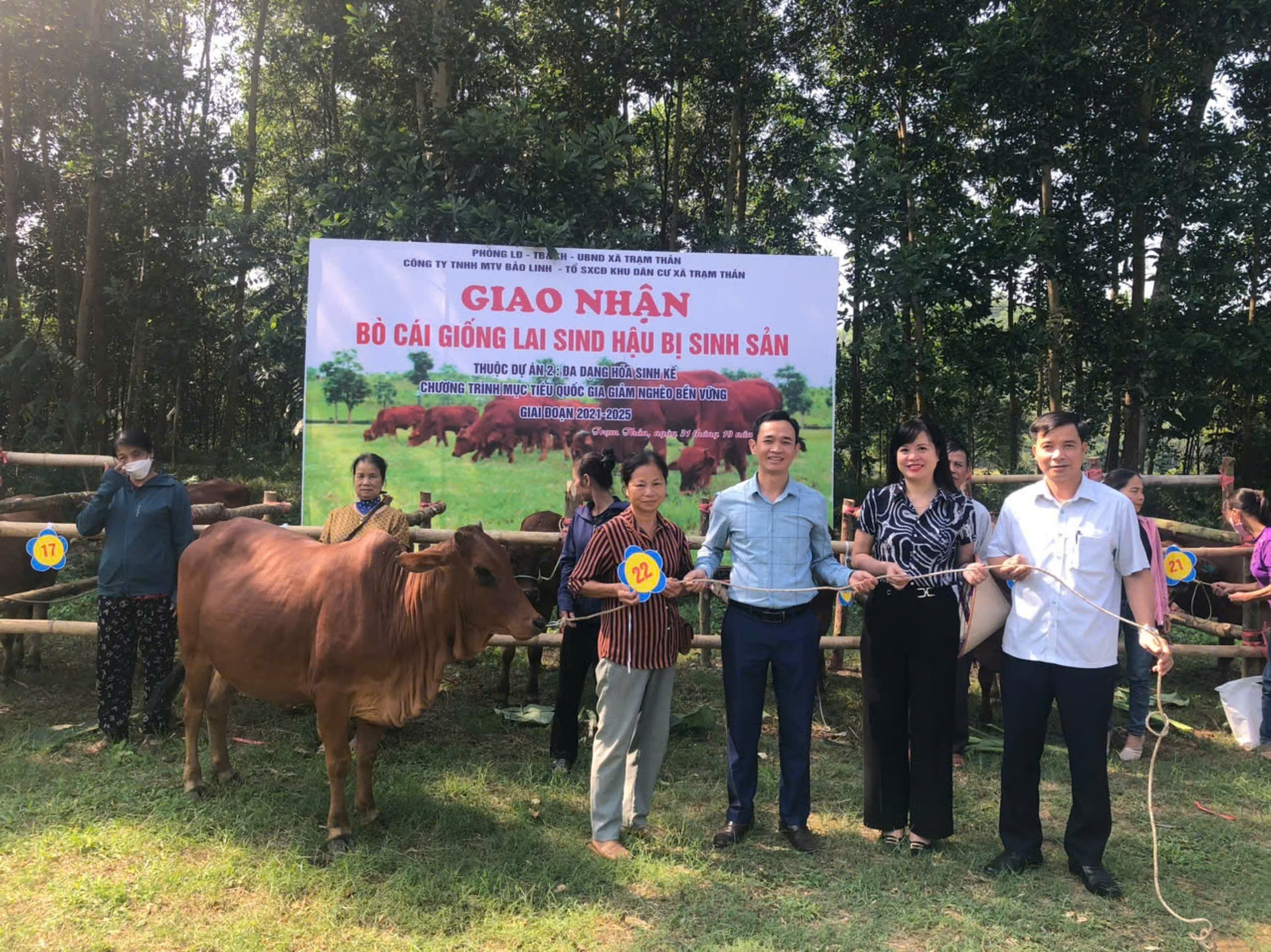 Huyện Phù Ninh tổ chức giao nhận bò cái giống lai Sind hậu bị sinh sản thuộc chương trình mục tiêu quốc gia GNBV giai đoạn 2021-2025