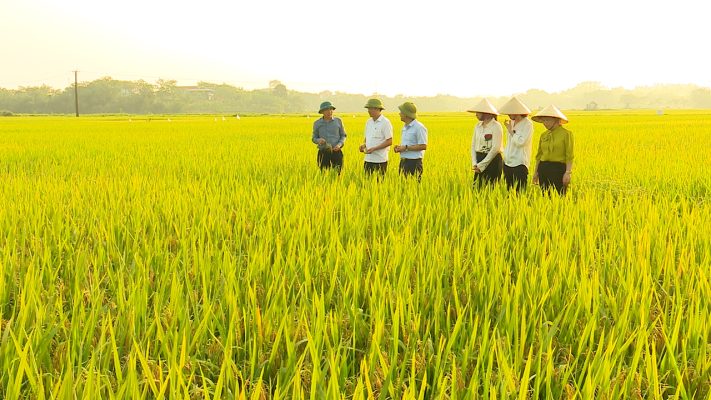 Lãnh đạo huyện Phù Ninh kiểm tra tình hình sản xuất nông nghiệp trên địa bàn huyện