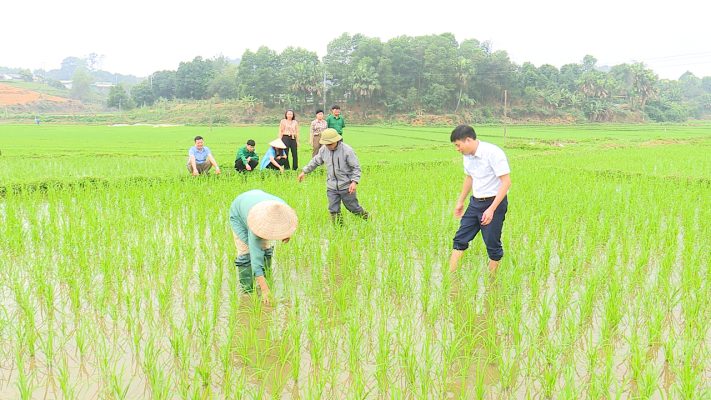 Phù Ninh: Nông dân tập trung chăm sóc lúa vụ Xuân