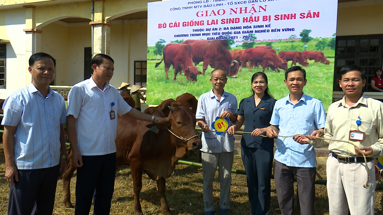 UBND huyện Phù Ninh: Giao nhận bò giống cho Tổ sản xuất cộng đồng dân cư xã Phú Nham